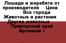 Лошади и жеребята от производителя. › Цена ­ 120 - Все города Животные и растения » Другие животные   . Приморский край,Арсеньев г.